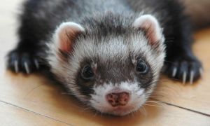 Уживется ли хорек с кошкой или собакой