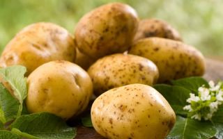 Можно ли кроликам давать картофель