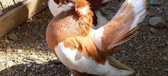 Мастерим гнездо для голубей самостоятельно