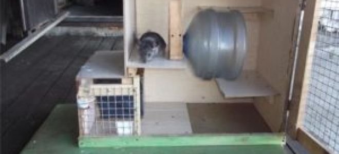 Делаем клетку для хорька в домашних условиях