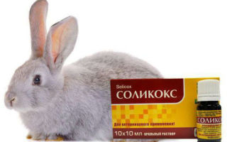 Применение препарата «Соликокс» на кроликах