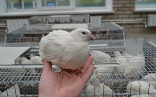 Бройлерный техасский перепел — условия содержания, уход и разведение