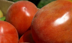 Описание и выращивание томата «Шахерезада»
