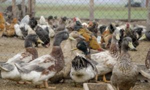 Совместное содержание уток, кур и гусей — возможно ли?