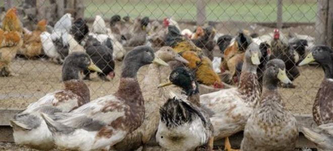 Совместное содержание уток, кур и гусей — возможно ли?