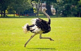 Какую скорость развивает страус и как он это делает