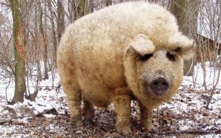 Характеристики, описание и секреты разведение Венгерской мангалицы