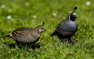 Как отличить перепелов самку от самца