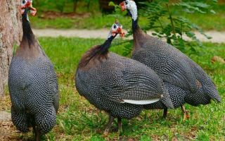 Какими способами можно отличить самку от самца цесарки
