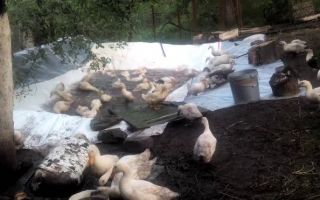Организация водоема для уток и гусей на своем участке
