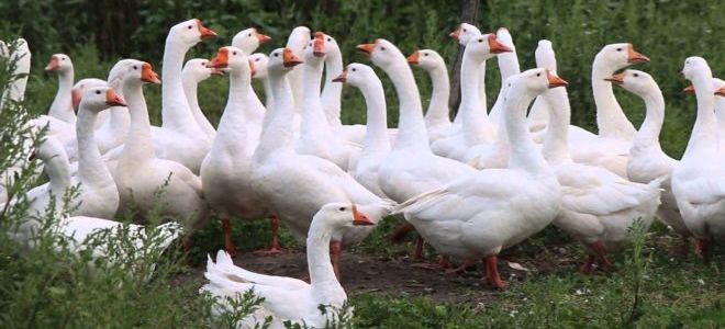 Составляем бизнес-план по разведению гусей с расчетами