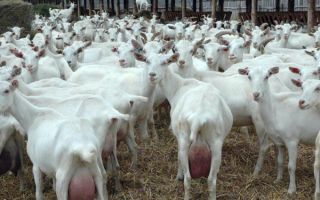 Планирование и создание бизнеса на козьей ферме — с чего начать?