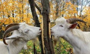 Ветки и козы — личный опыт