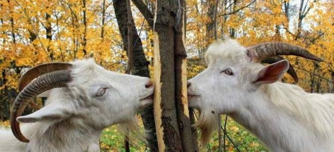 Ветки и козы — личный опыт