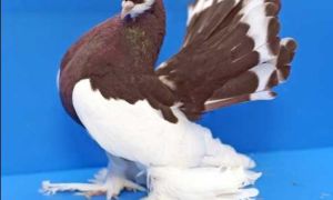 Картинки и фото голубей