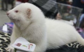 Какими болезнями можем болеть хорек и как проводить лечение