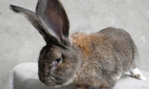 Описание и характеристики немецкого кролика породы Ризен