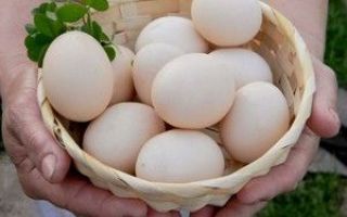 Птичий грипп в Украине провоцирует падение цен на яйца