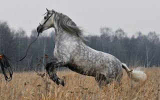 Лузитанские лошади