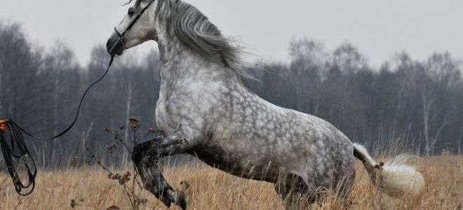 Лузитанские лошади