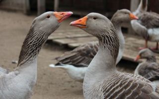 Обзор и описание всех пород гусей