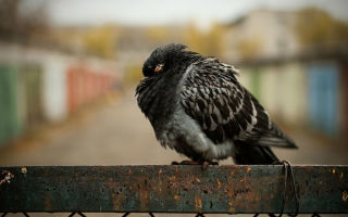 Все о причинах и лечении Вертячки у голубей