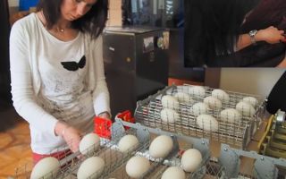 Инкубация гусиных яиц в домашних условиях: температура, условия, нормы