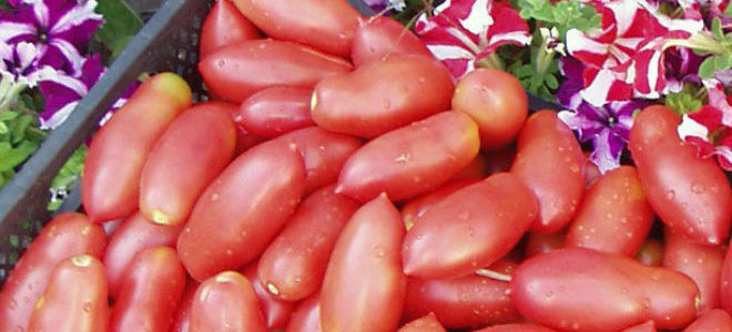 Высокая урожайность и вкус — томат «Хохлома»
