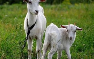 Горьковские козы — неприхотливые и продуктивные