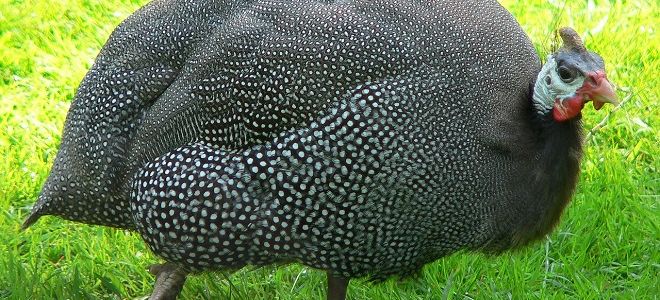 Описание и разведение бройлерных цесарок