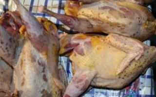 Чем полезны мясо и яйца фазанов
