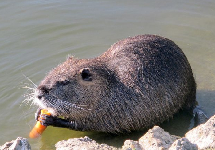 Нутрия с морковкой у воды