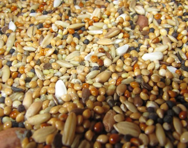 Зерно для свиней необходимо измельчать