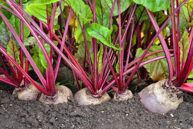 Молодым свиньям нужны корнеплоды