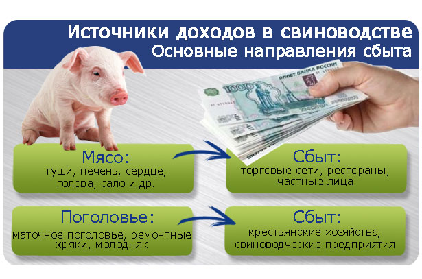 Источники дохода в свиноводстве