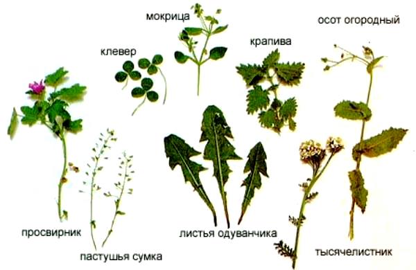 Трава, съедобная для кроликов