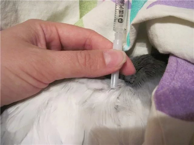 Вакцинация голубей делается на первом месяце жизни