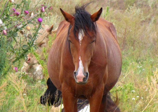 Ноги у лошади не устают во сне