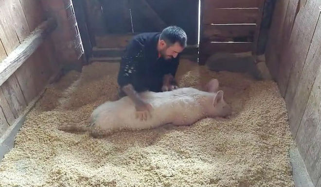 При болезни Тешена развивается паралич