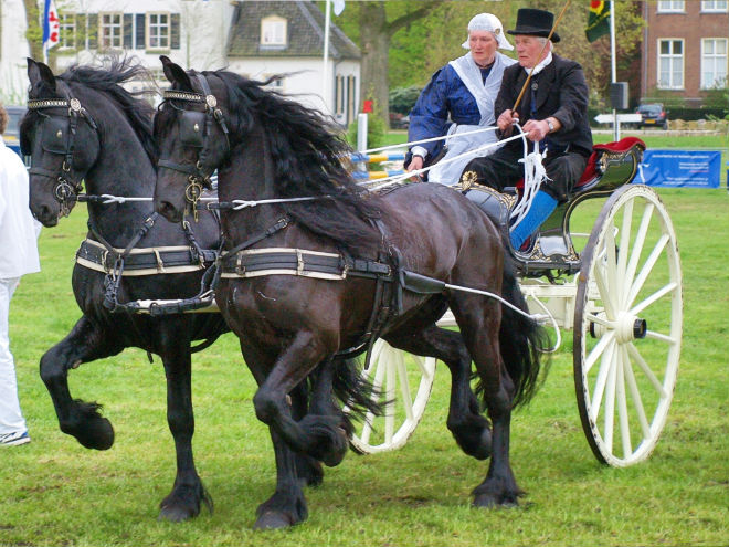 Порода лошадей из голландской провинции Фрисландия