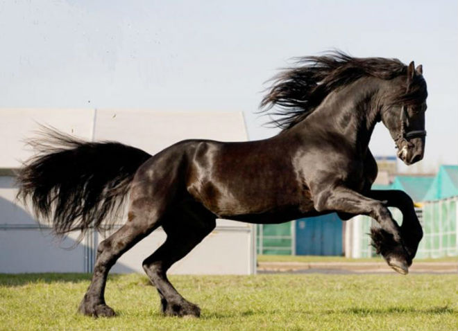 Фризы бывают только вороной масти