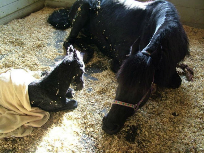 Идёт непрерывный отбор Фризов для племенных работ