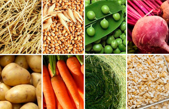 Питание Фризских лошадей должно быть сбалансированным