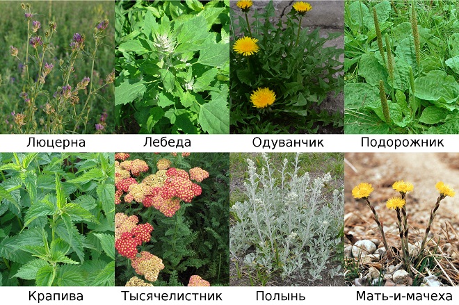 Многие растения обладают оздоровительным эффектом
