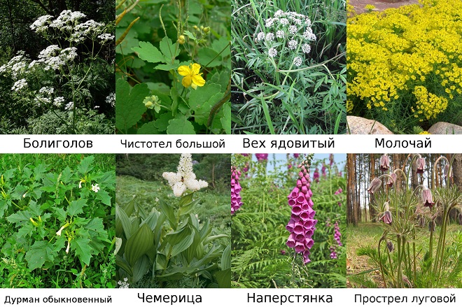 Ядовитая трава может привести к гибели кролика