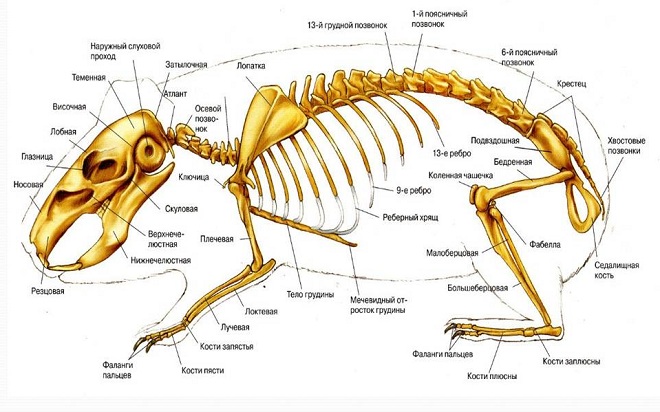 У кролика 212 костей,