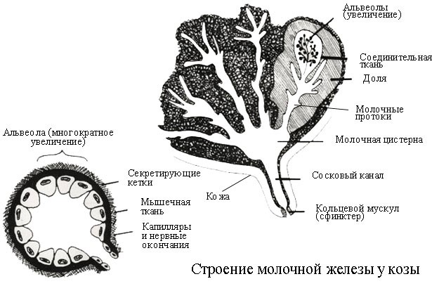 Строение вымени козы