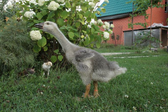 Не стоит выпускать этих гусей в сильный мороз на улицу