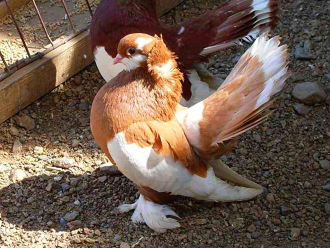 Каждый голубевод должен знать, как правильно обустроить гнездо